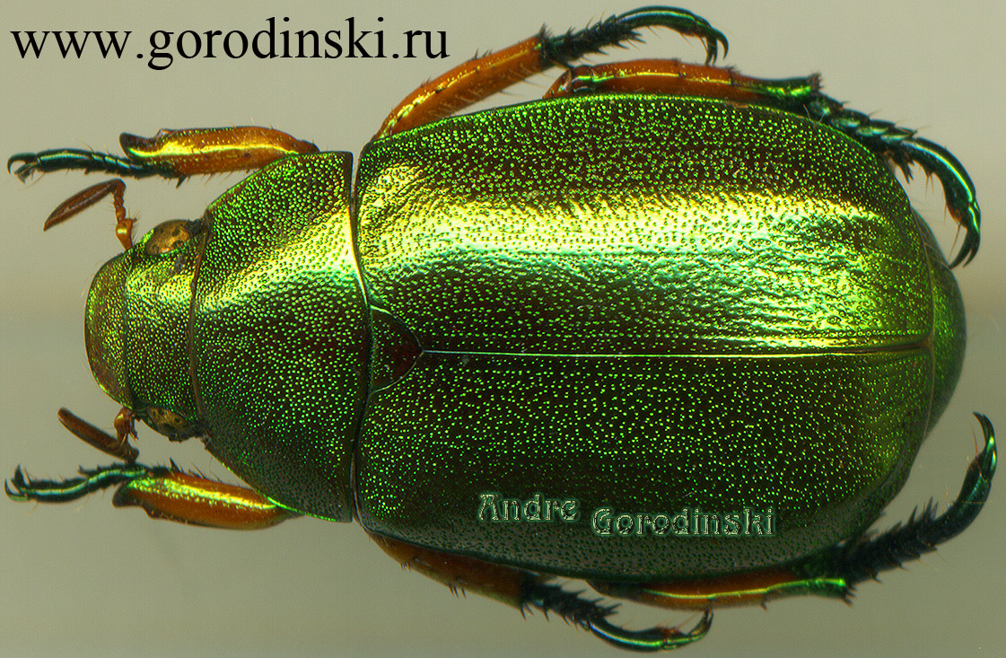 http://www.gorodinski.ru/scarabs/Mimela chrysoprasa.jpg